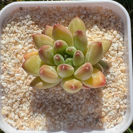 Echeveria Qingning/青宁