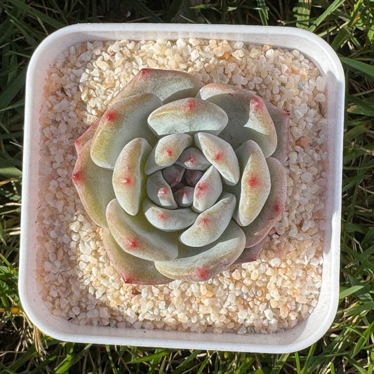 Echeveria Monroe X Ice Green/梦露冰玉