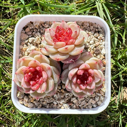 Echeveria Red Velvet/糖心天鹅绒