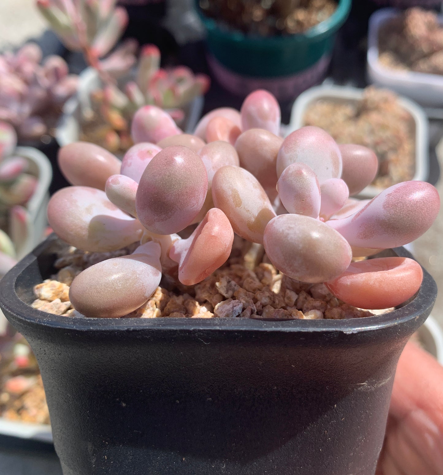 Graptopetalum Amethystinum/桃蛋