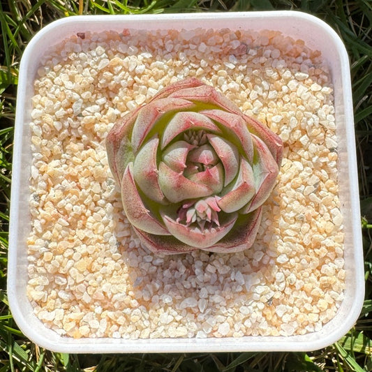 Echeveria Queen No.62/女王62号