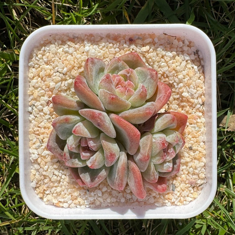 Echeveria Ice Green/糖心冰玉