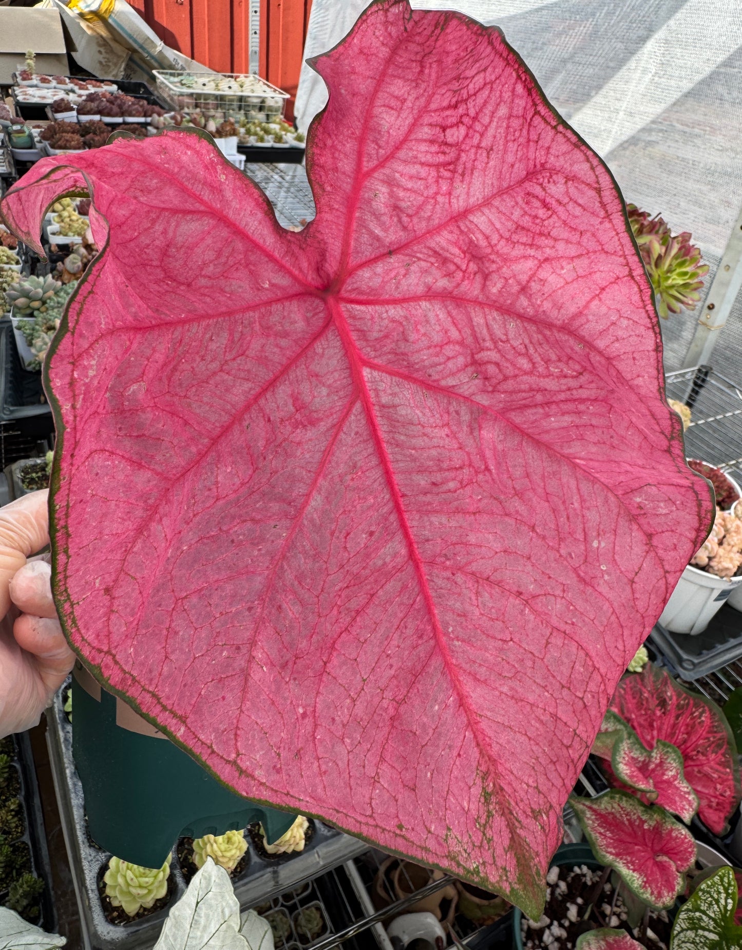 Caladium-Fannie Munson