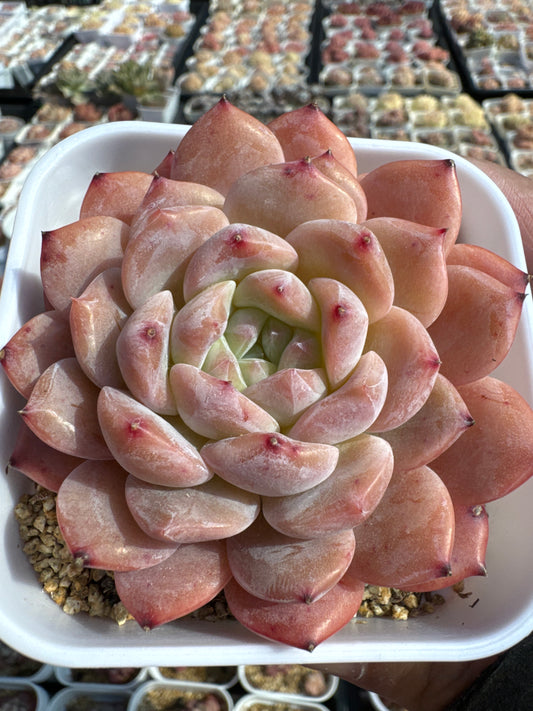 Echeveria Purple Mist/紫雾