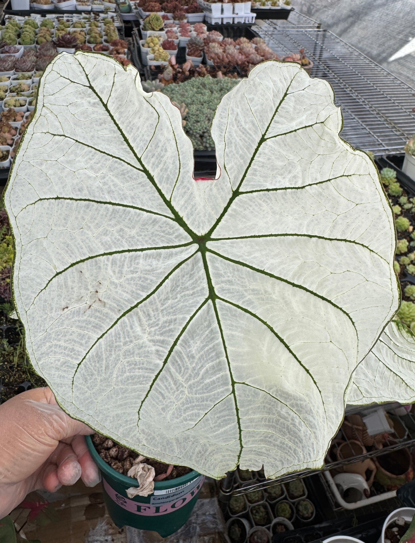 Caladium-Candidum