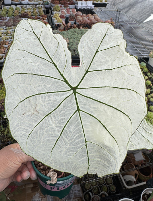 Caladium-Candidum