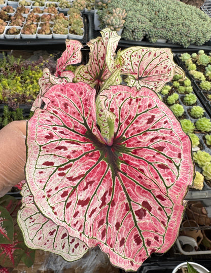 Caladium-Spicy Lizard
