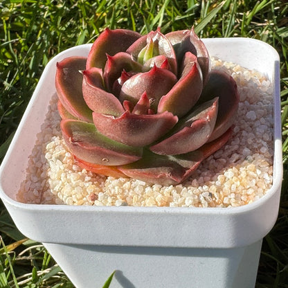 Echeveria agavoides Lem Shrimp Dumplings/东云虾饺