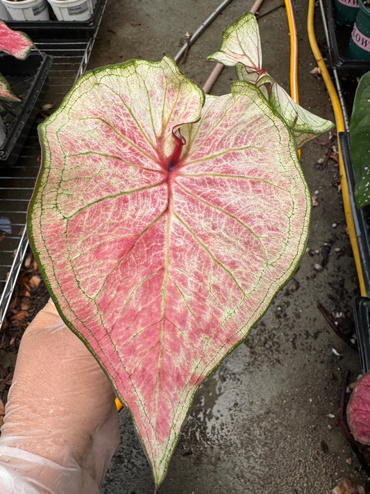 Caladium-Wht Light