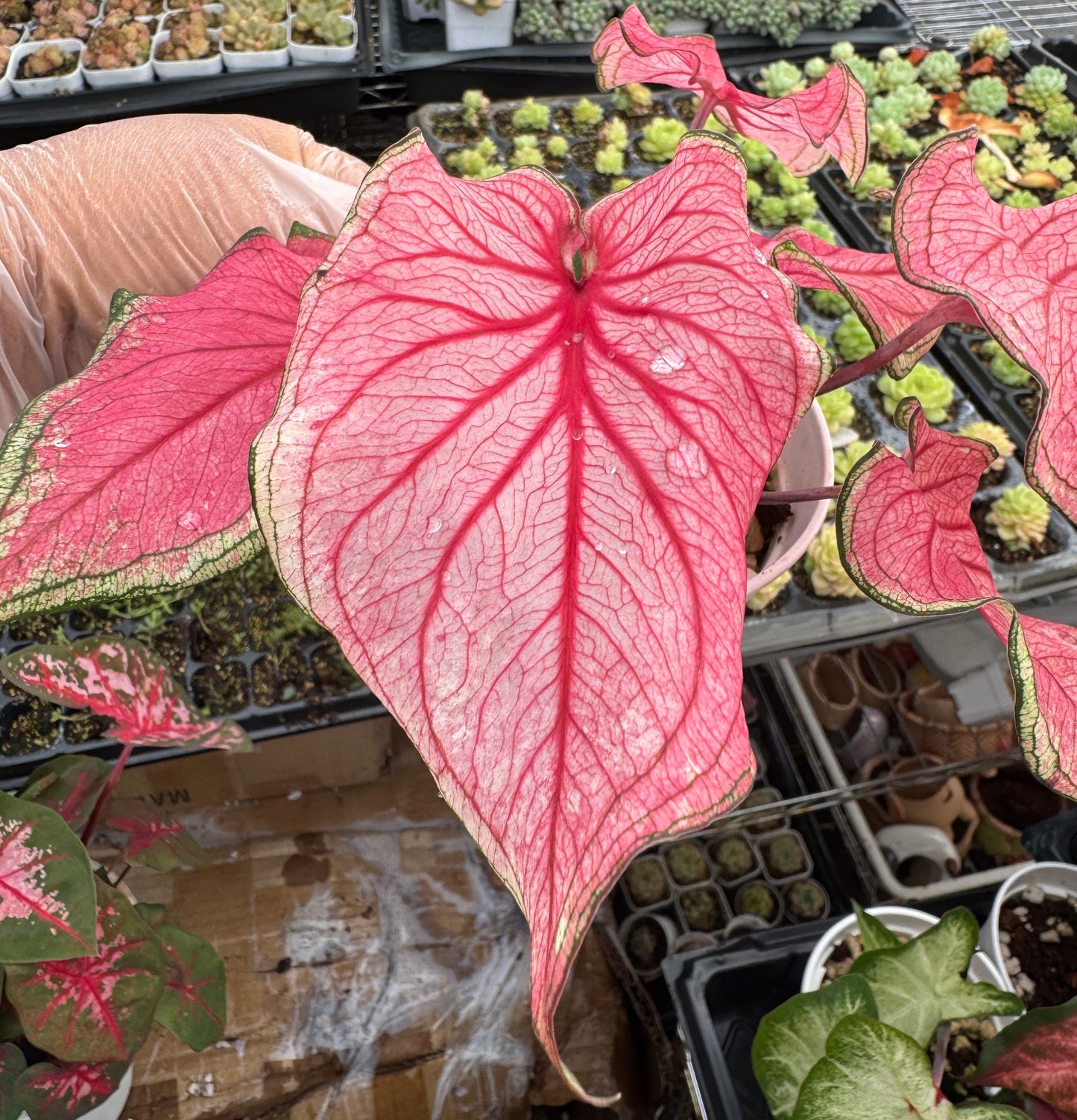 Caladium-FL Sweetheart