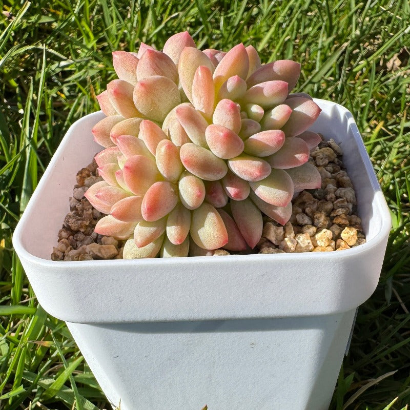 Echeveria Ice Cream/冰淇淋