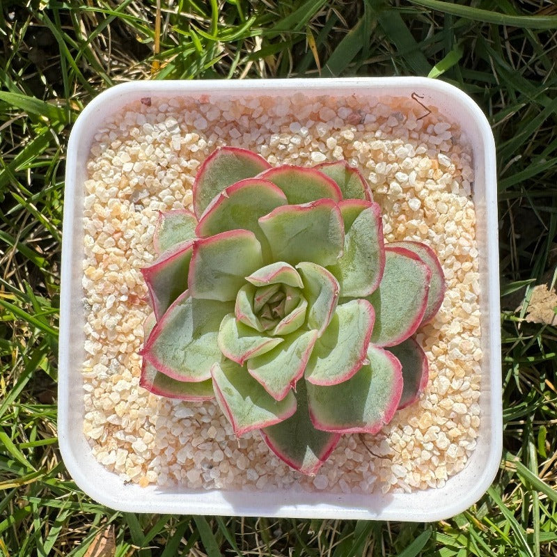 Echeveria NO.017