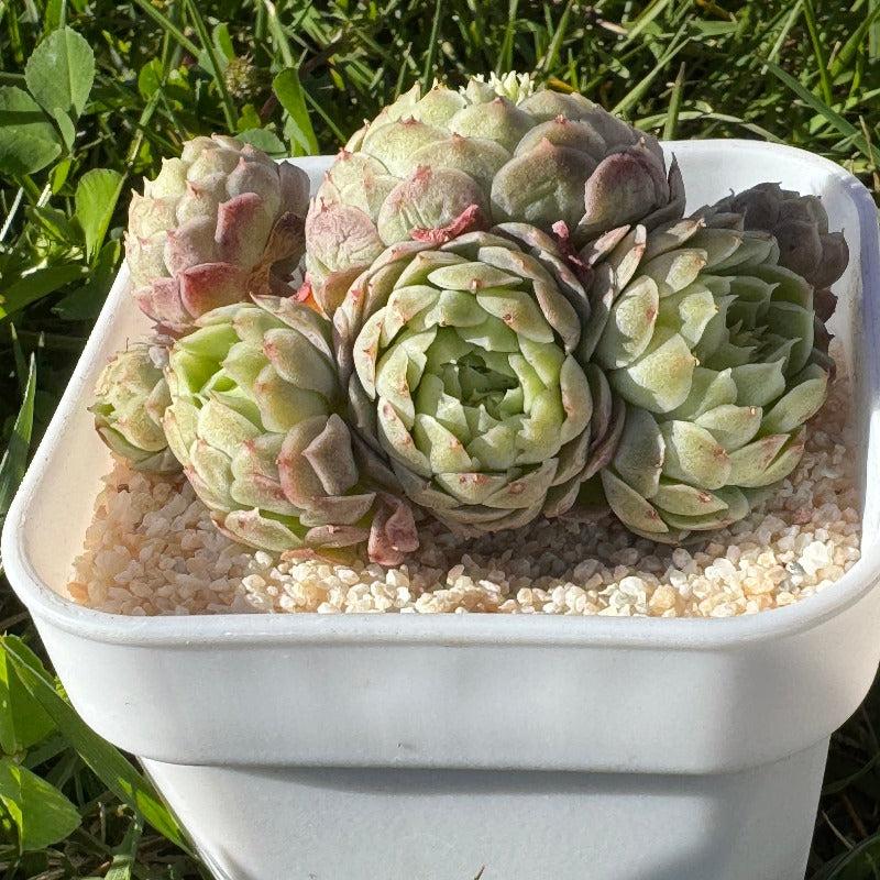 Echeveria Strawberry Bear/草莓熊