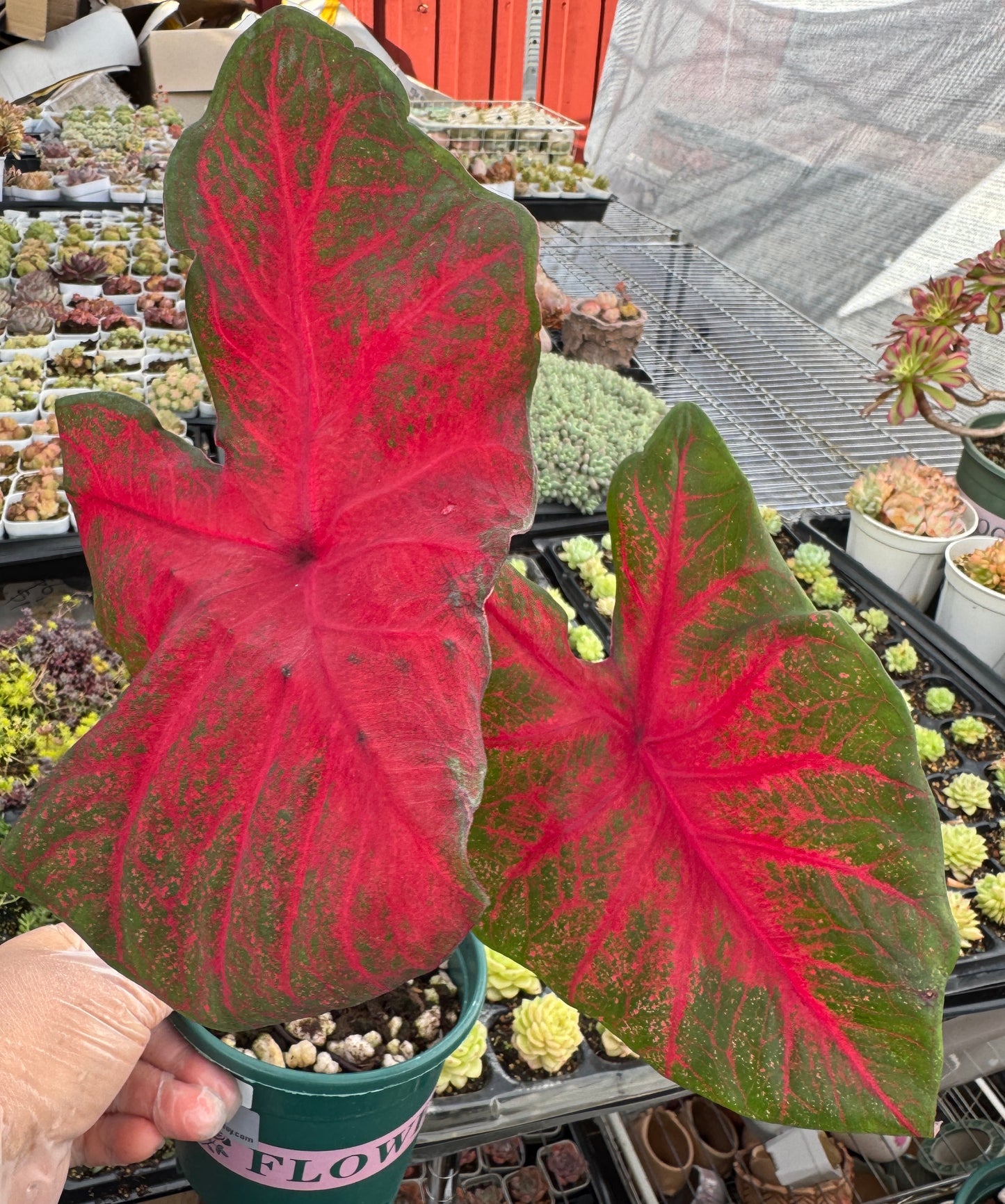 Caladium-Brandywine