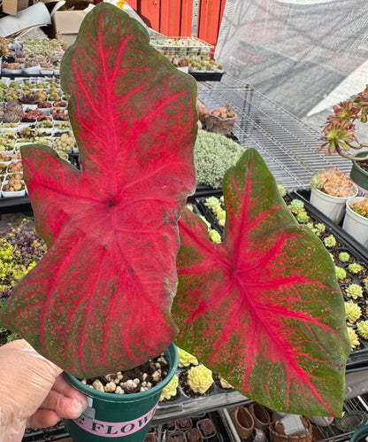 Caladium-Brandywine
