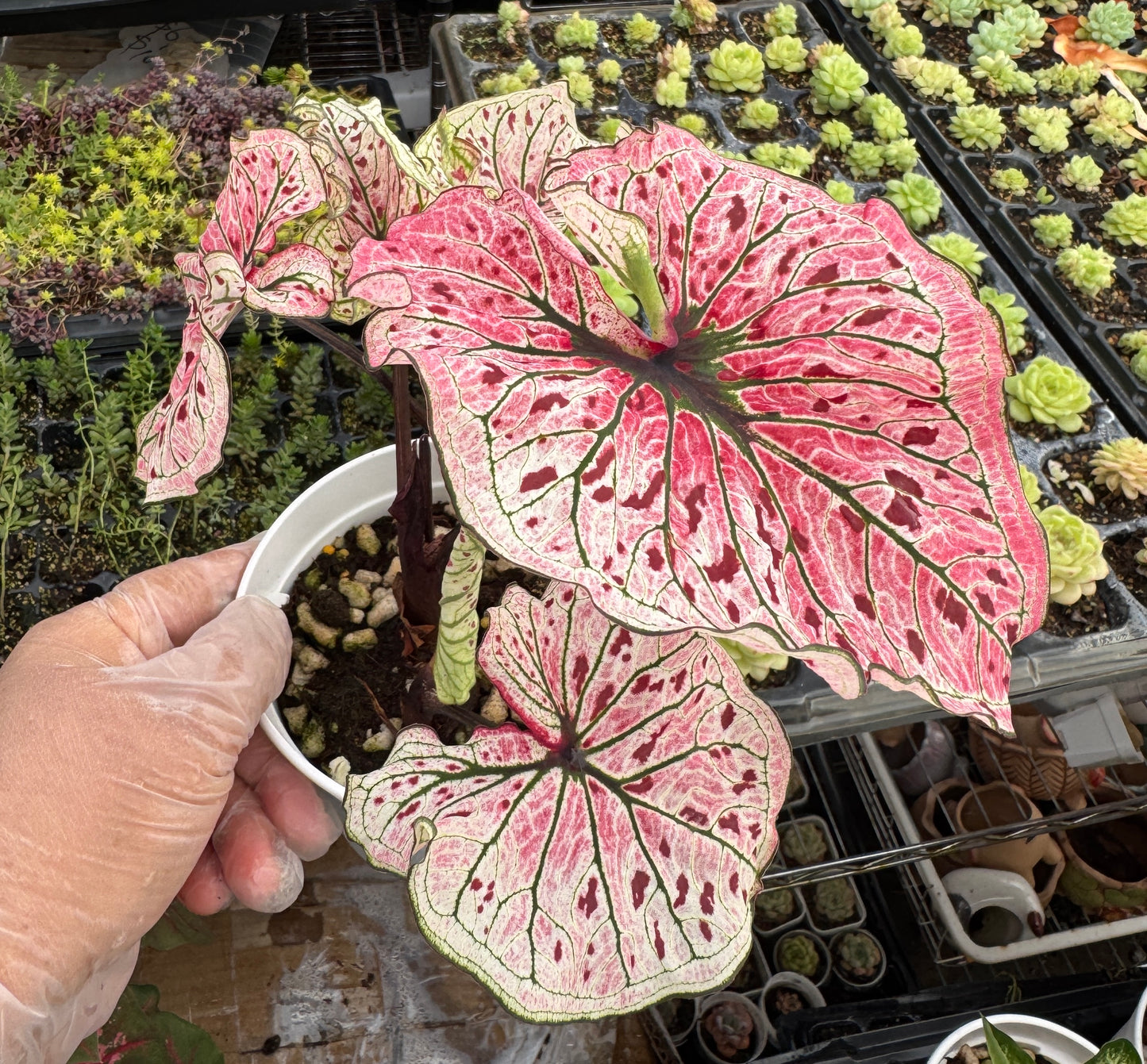 Caladium-Spicy Lizard