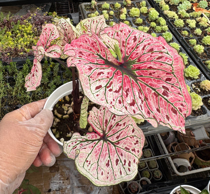 Caladium-Spicy Lizard