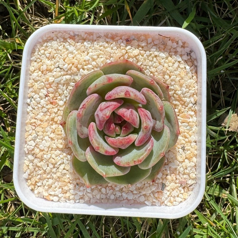 Echeveria El Encino X Monroe/草莓嘉年华