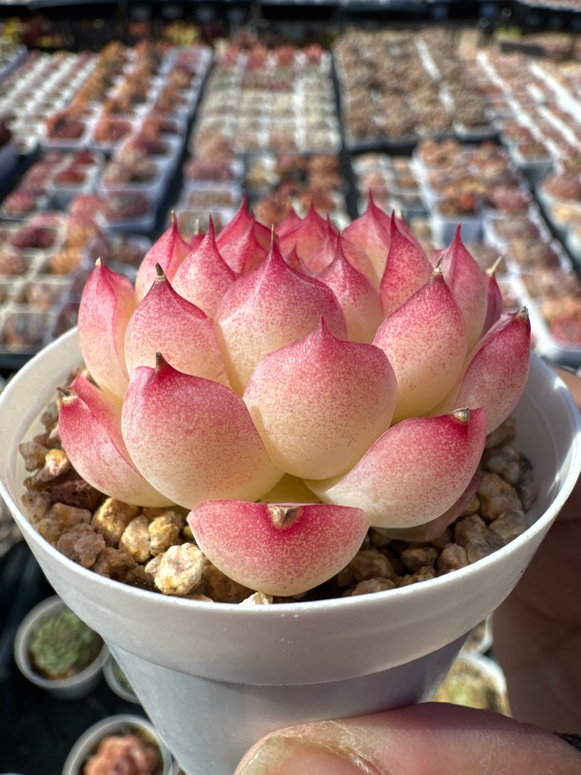 sweet succulent cherry Echeveria Pink Cherry Blossoms/粉樱花