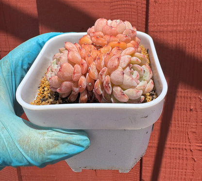 Echeveria Hani/白胖子