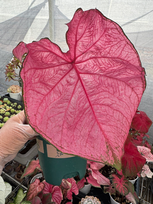Caladium-Fannie Munson