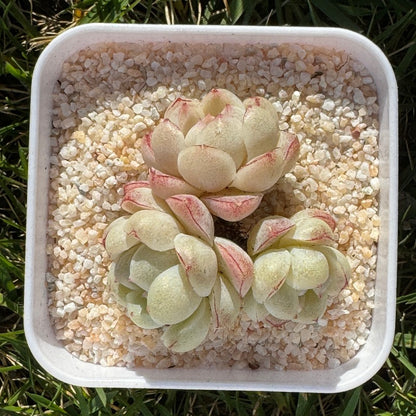 Echeveria Monet/莫奈