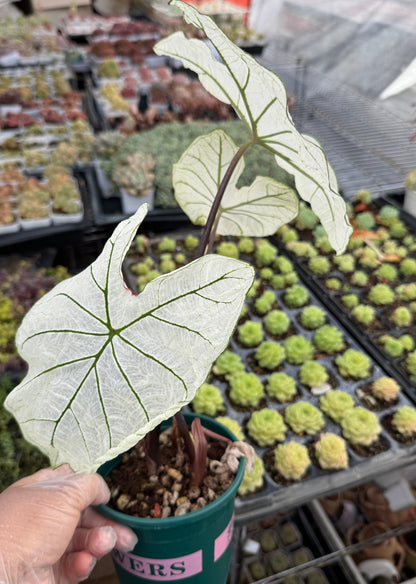 Caladium-Candidum
