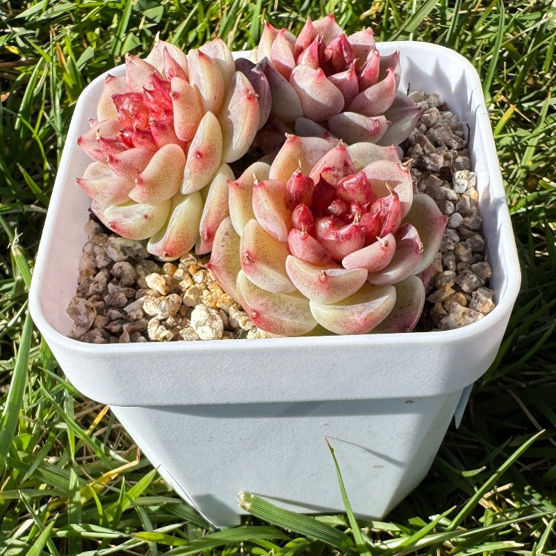 Echeveria Red Velvet/糖心天鹅绒