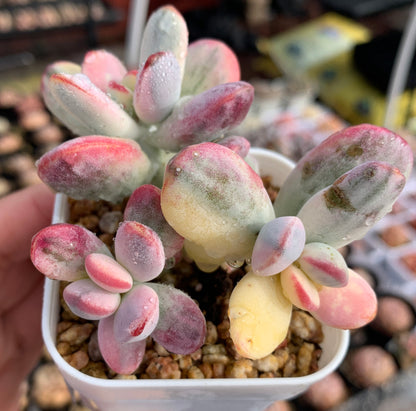 Cotyledon Orbiculata cv.Short Round Leaf Variegated/乒乓福娘锦多头