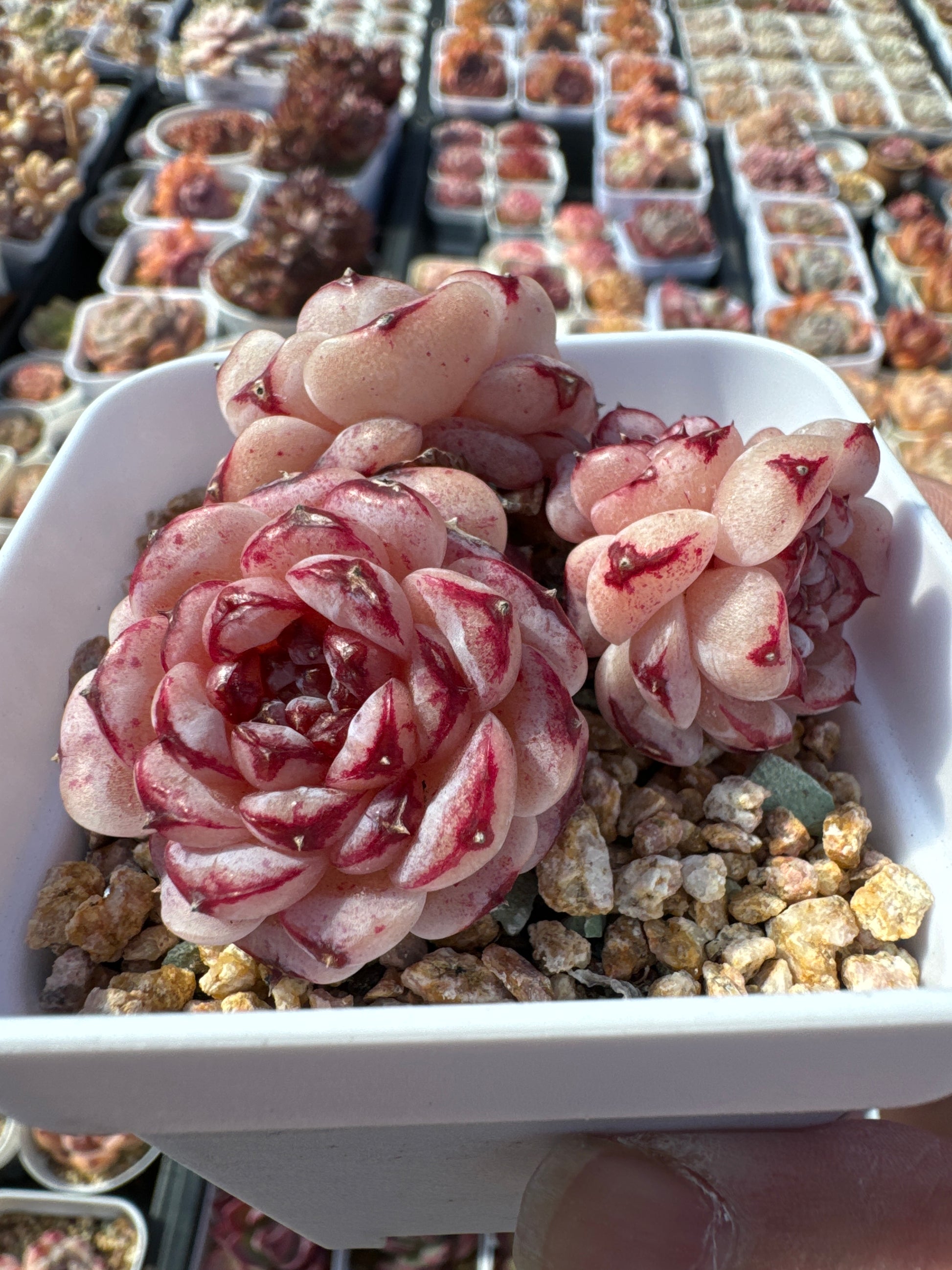echeveria red velvet succulent Echeveria Red Velvet/糖心天鹅绒 – RDDsucculents