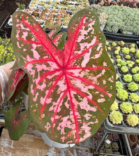 Caladium-Carolyn Whorton