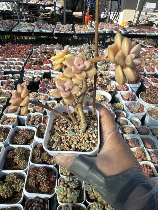 Graptoveria Titubans/美杏锦