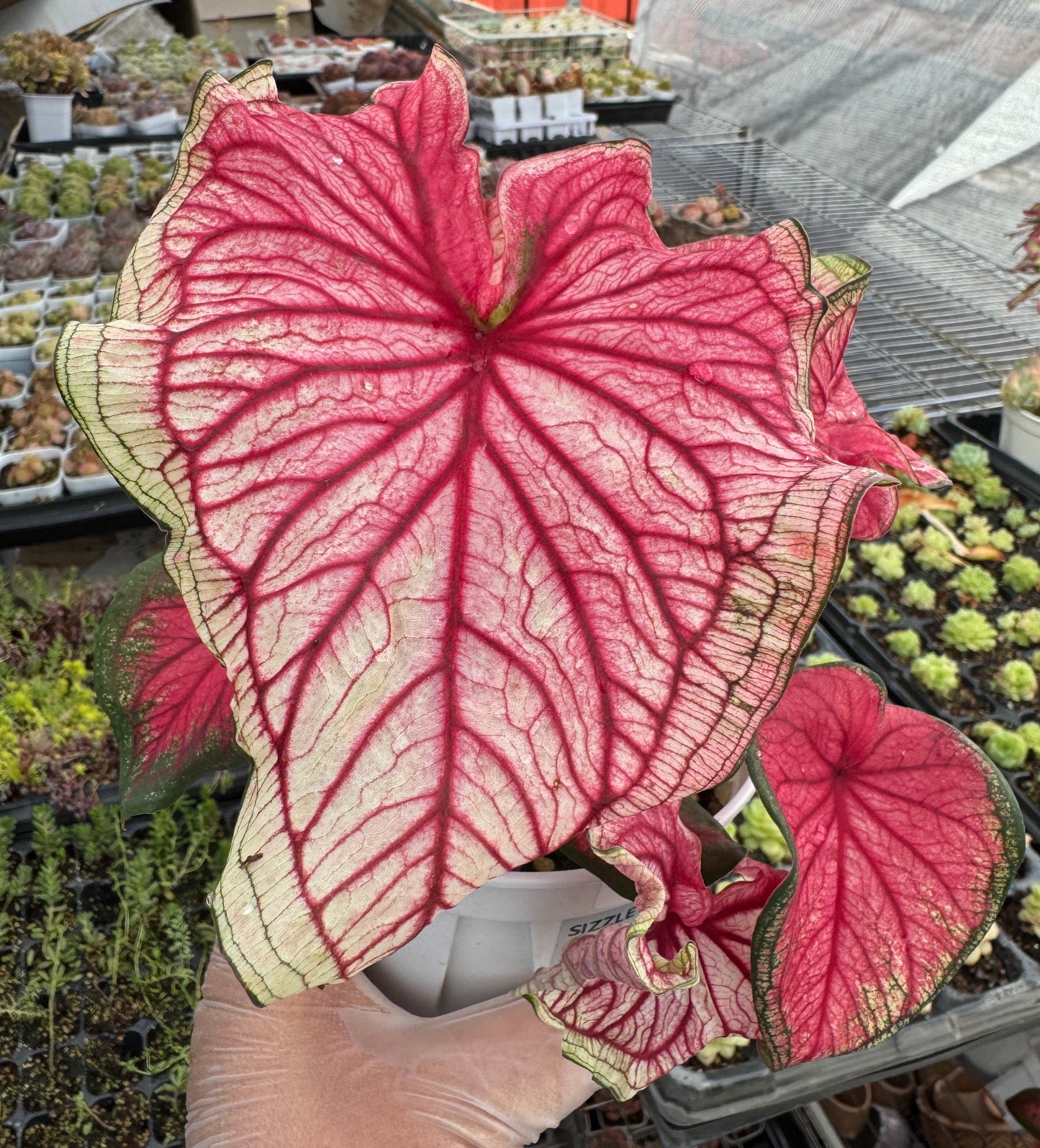 Caladium-Sizzle