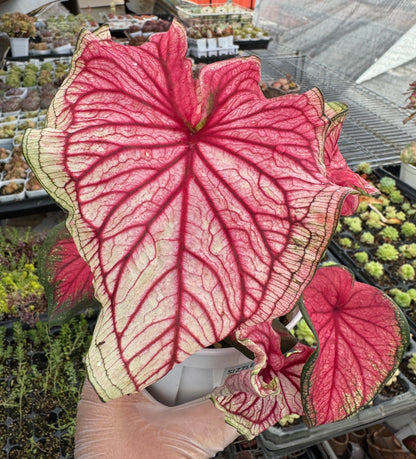 Caladium-Sizzle