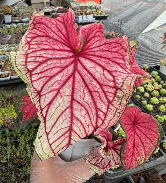 Caladium-Sizzle