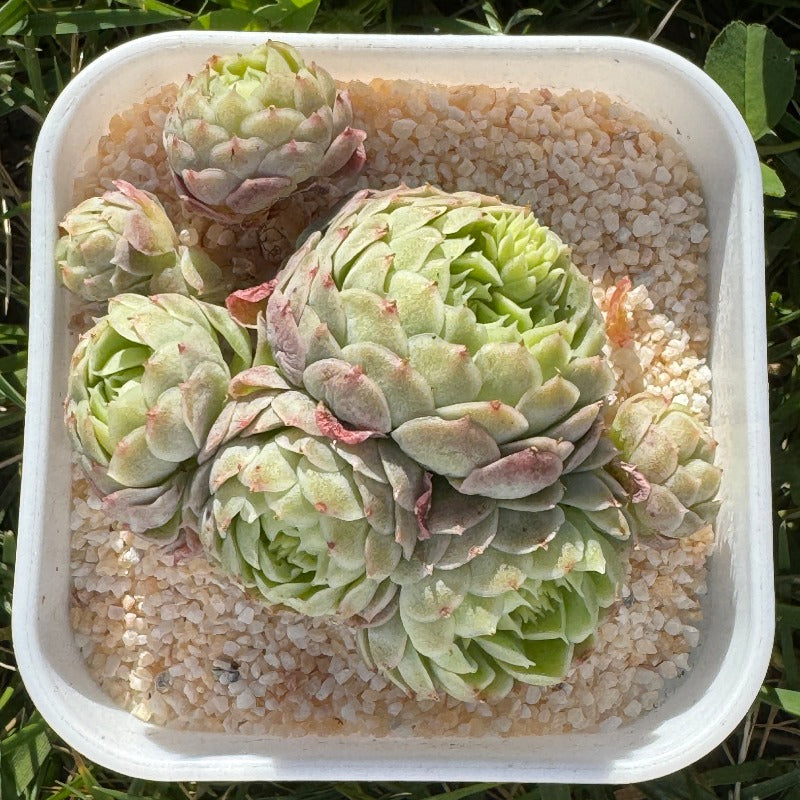 Echeveria Strawberry Bear/草莓熊