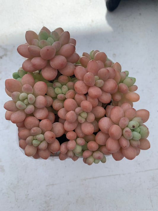 Echeveria Daphne/达芙妮