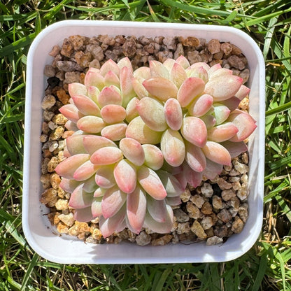 Echeveria Ice Cream/冰淇淋