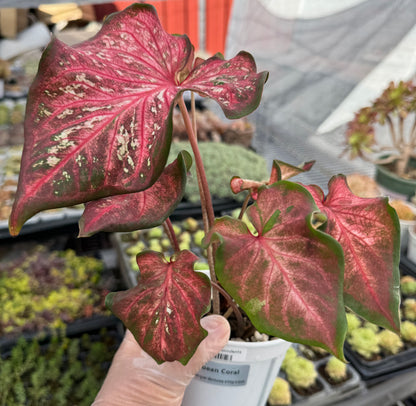 Caladium-Caribbean Coral