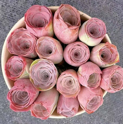 greenovia rose succulent pink phoenix Aeonium Aureum Pink Lola – RDDsucculents