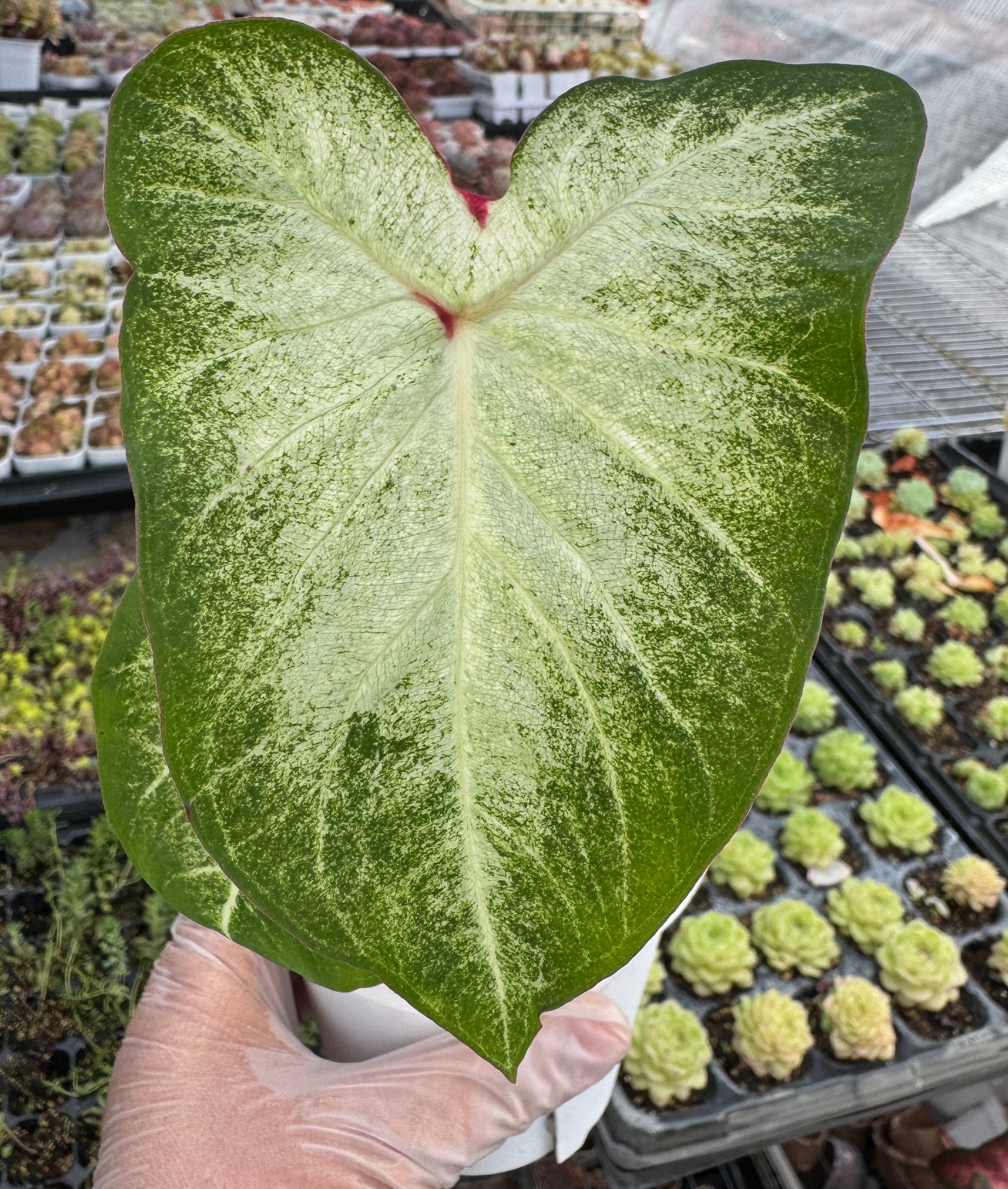 Caladium-White Wing
