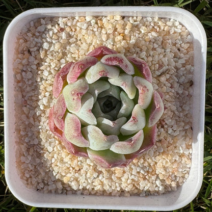 Echeveria Rose Moon/沁心