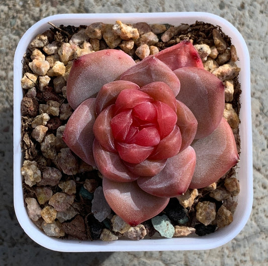 Echeveria Amber/琥珀