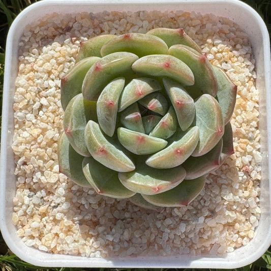 Echeveria Emerald/绿宝石