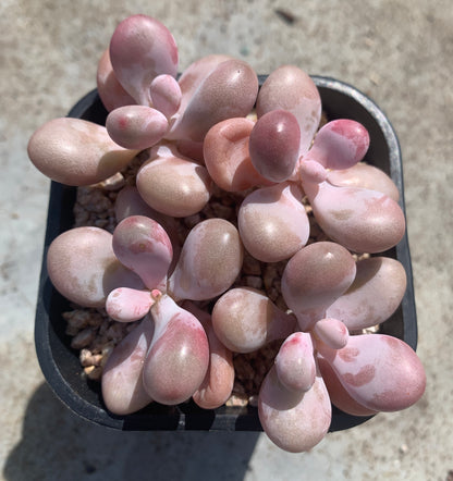 Graptopetalum Amethystinum/桃蛋