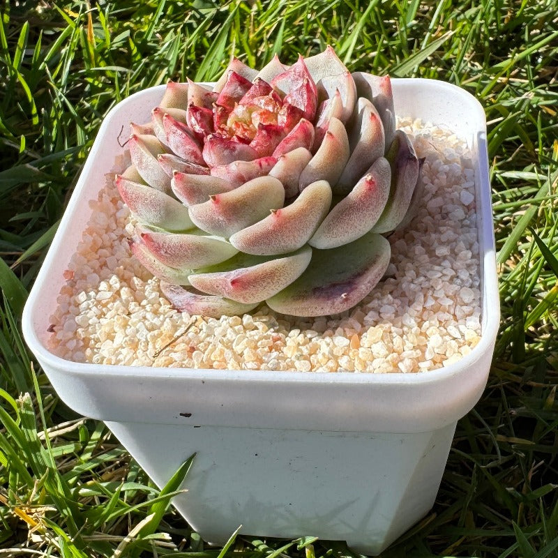 Echeveria Red Velvet/糖心天鹅绒