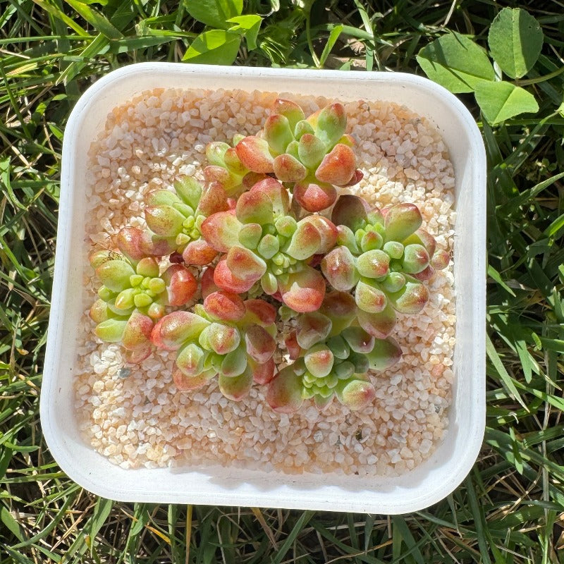 Echeveria Rainbow Forest/彩虹森林