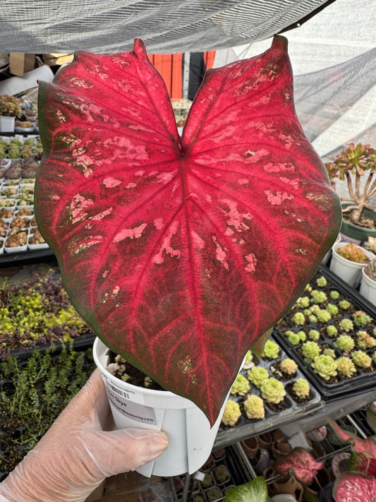 Caladium-Crim Skye