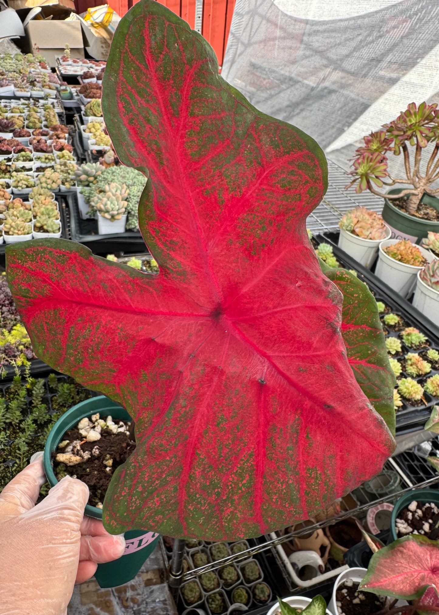 Caladium-Brandywine