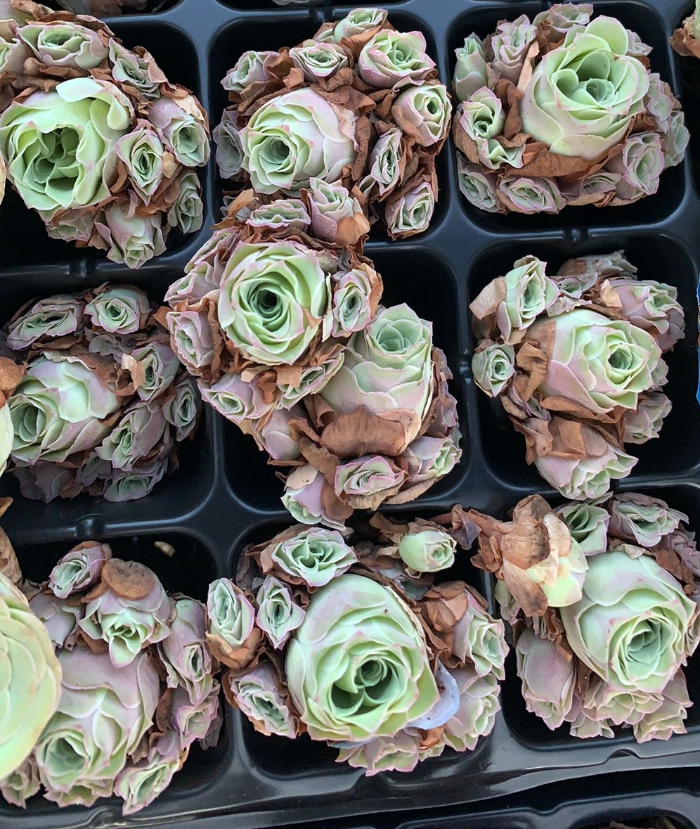 Aeonium Aureum